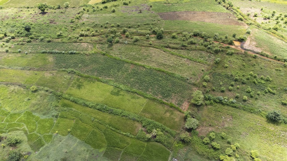 Photo 4 - Bandes Enherbées de Bracharia