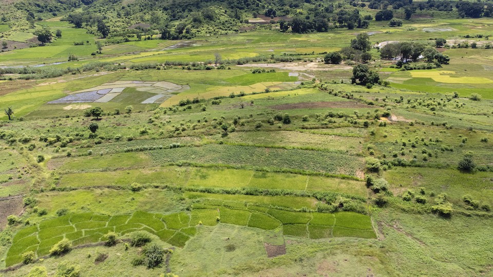 Photo 2 - Bandes Enherbées de Bracharia