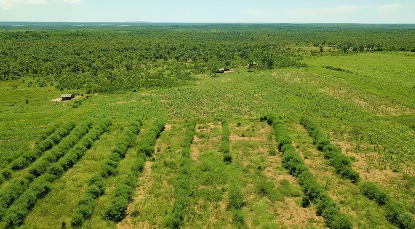 Photo 2 - Bandes Enherbées Enrichies de Pois d'Angole