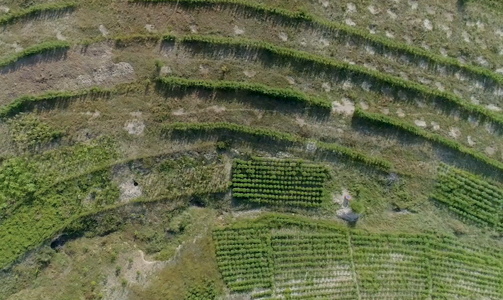 Photo 3 - Bandes Enherbées Enrichies de Pois d'Angole