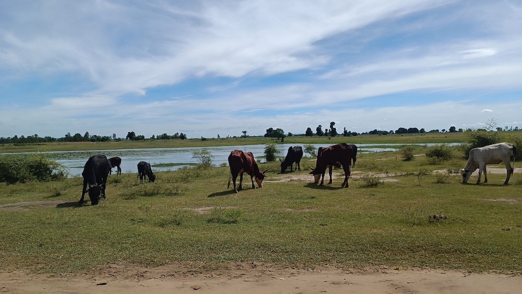 Photo 1 - Pâturages