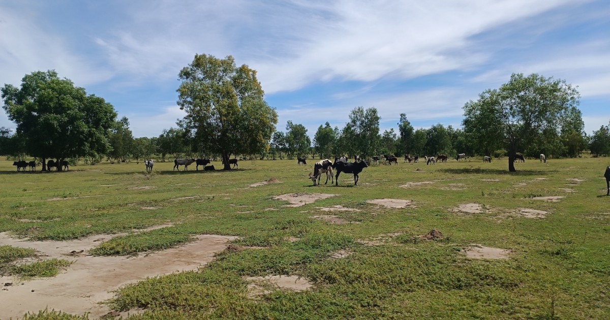 Photo 2 - Pâturages