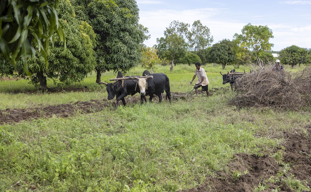 Photo 3 - Pâturages