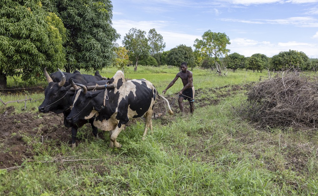 Photo 4 - Pâturages