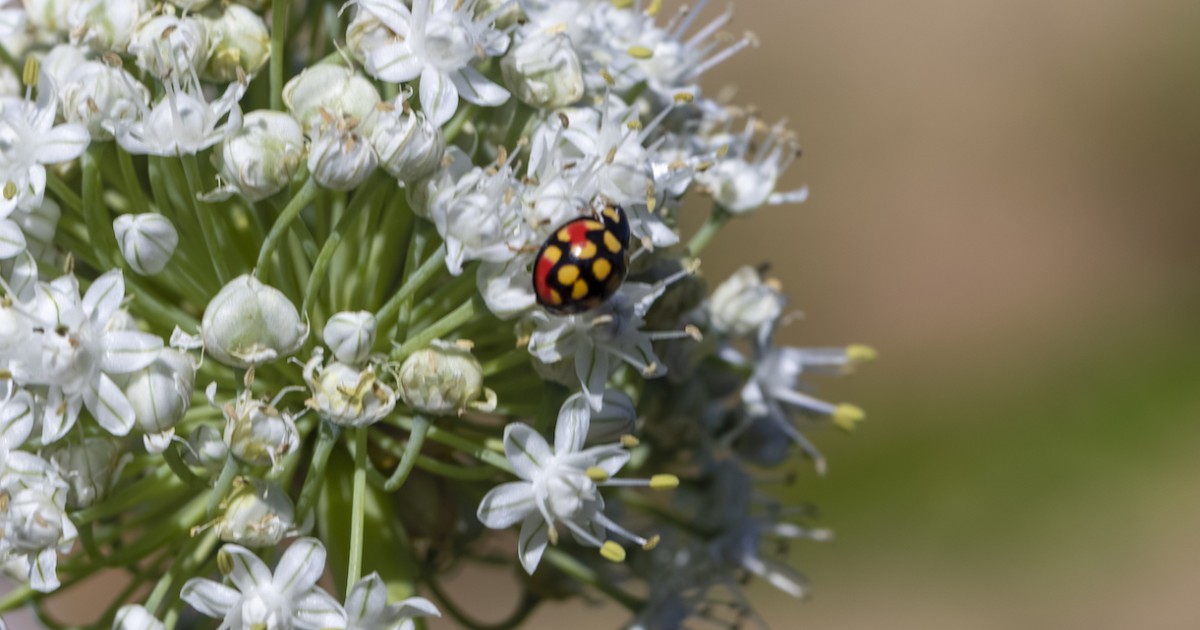 Photo 8 - Insectes ravageurs de cultures