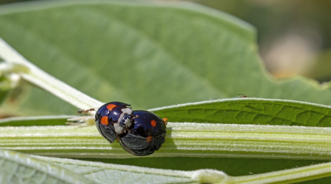 Photo 9 - Insectes ravageurs de cultures