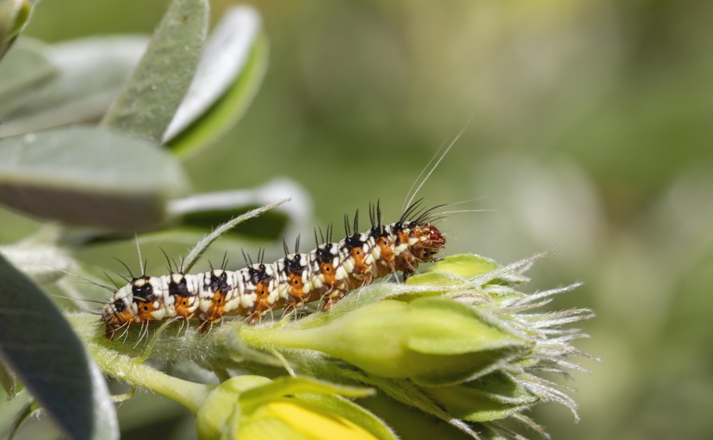 Photo 10 - Insectes ravageurs de cultures