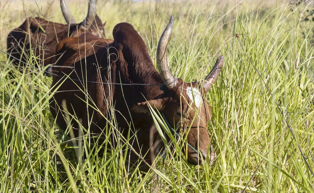 Photo 5 - Pâturages