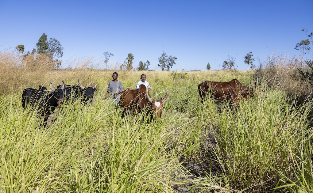 Photo 6 - Pâturages