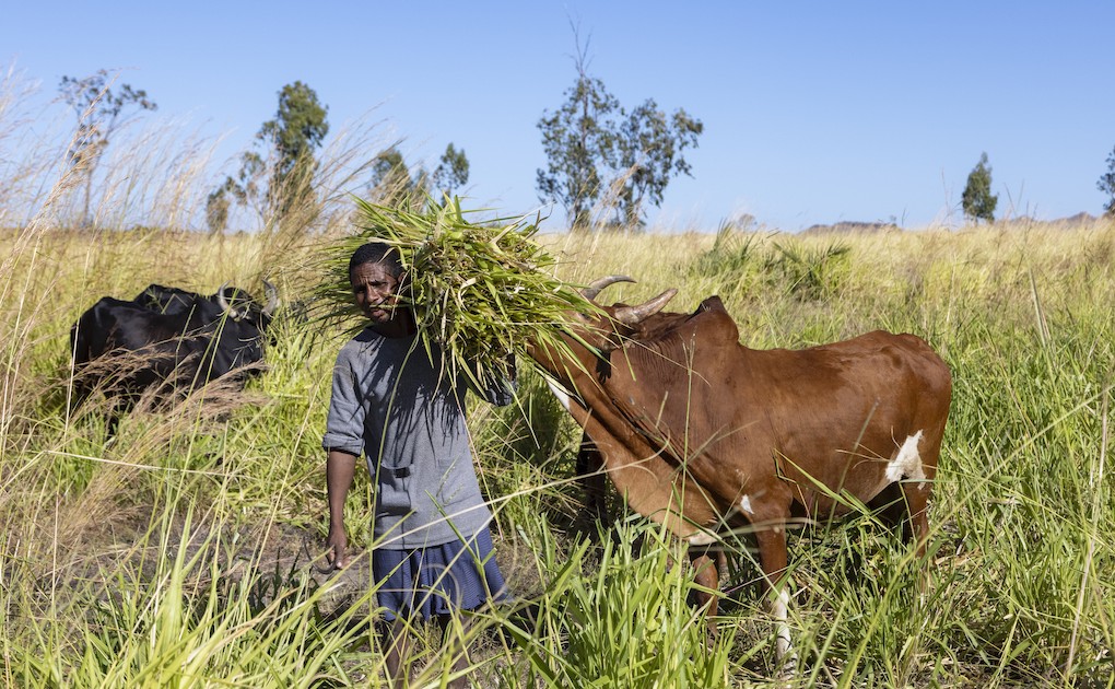 Photo 7 - Pâturages