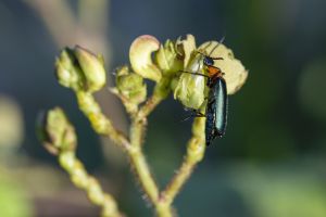 Insectes ravageurs de cultures