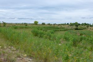 Bandes Enherbées Enrichies de Pois d'Angole