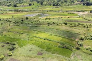 Bandes Enherbées de Bracharia